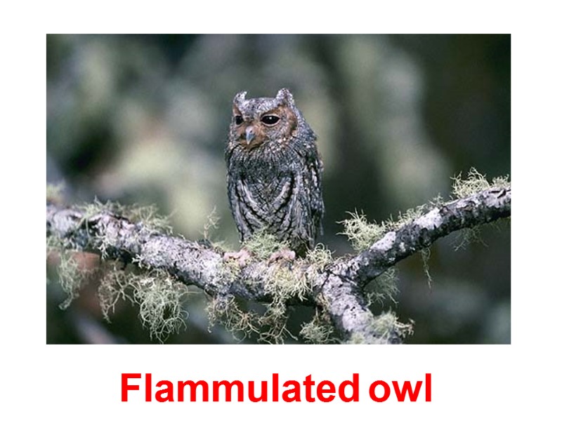 Flammulated owl